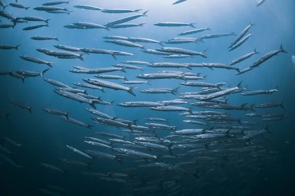 Величезна Група Риб Плавають Глибокому Блакитному Морі — стокове фото