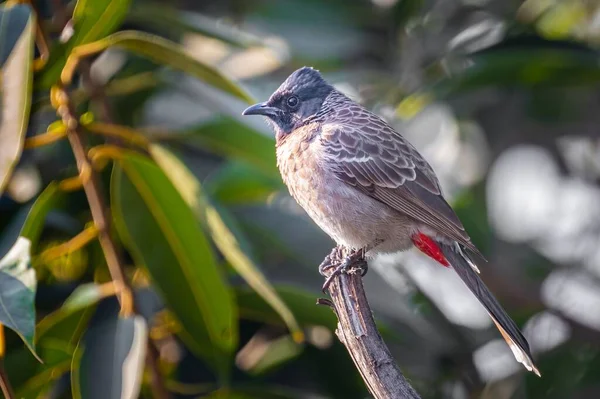 Closeup Red Vented Bulbul Perched Tree Branch — Stock Photo, Image