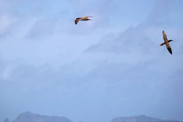 Los Pechos Marrones Volando Contra Cielo Azul Con Nubes — Foto de Stock