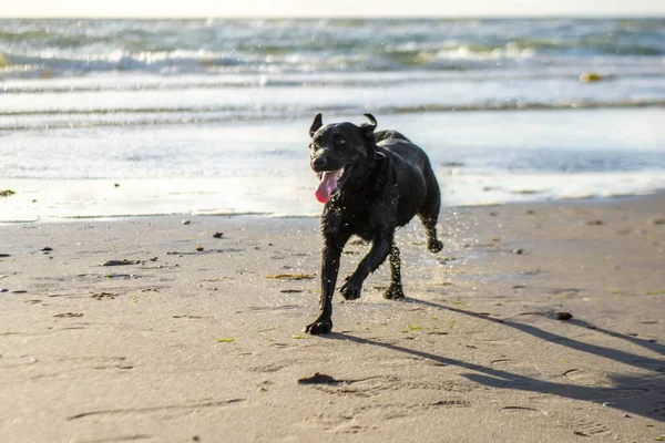 Svart Labrador Retriever Körs Stranden Solljus Tittar Sidan — Stockfoto