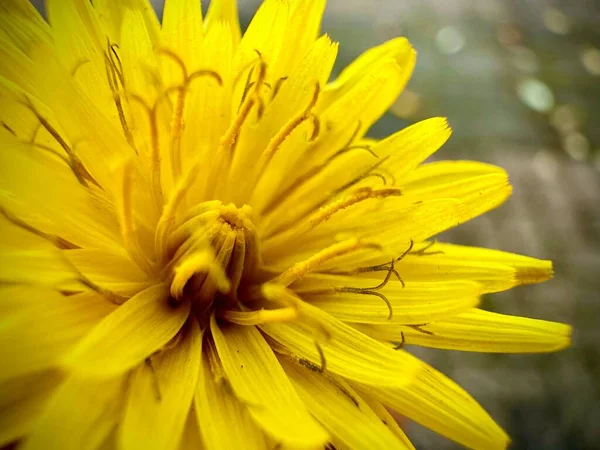 庭の美しい黄色のタンポポの閉鎖 — ストック写真