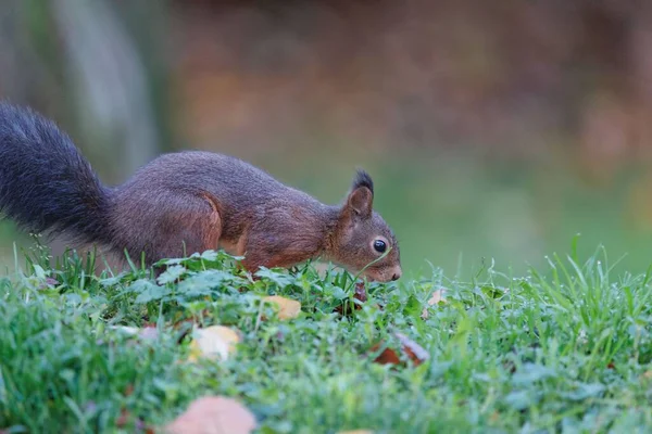 Eine Seitenansicht Eines Entzückenden Roten Eichhörnchens Das Auf Grünem Gras — Stockfoto