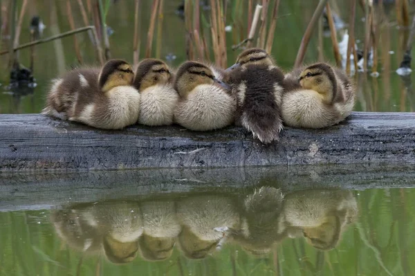 Grupa Małych Kaczek Domowych Siedzących Przy Odbijającym Zielonym Stawie Parku — Zdjęcie stockowe
