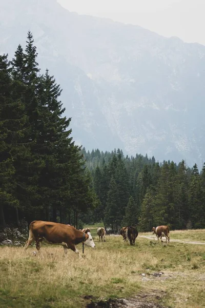 Ένα Κάθετο Πλάνο Ενός Κοπαδιού Από Αγελάδες Telemark Που Βόσκουν — Φωτογραφία Αρχείου
