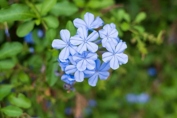 Detailní Záběr Krásné Modré Květy — Stock fotografie