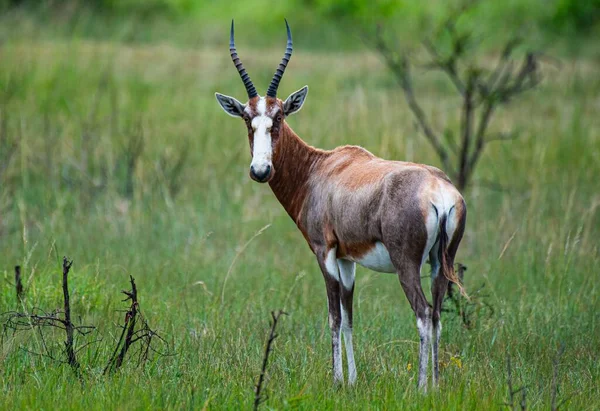 Beautiful Blesbok Antelope White Face Standing Green Field — Stock Photo, Image