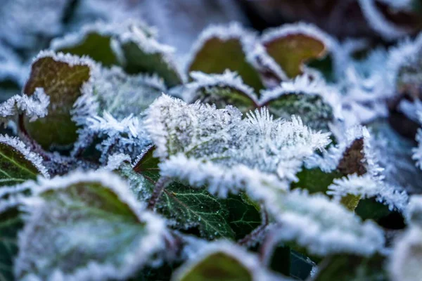 Yaprakların Üzerindeki Buza Yakın Çekim — Stok fotoğraf