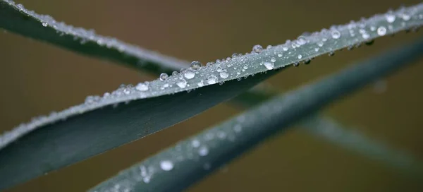 Ein Makroschuss Von Morgentau Wasser Tropft Auf Ein Grünes Blatt — Stockfoto