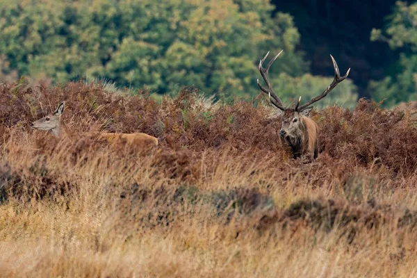 A huge male and female red deer on Exmoor during the annual mating season