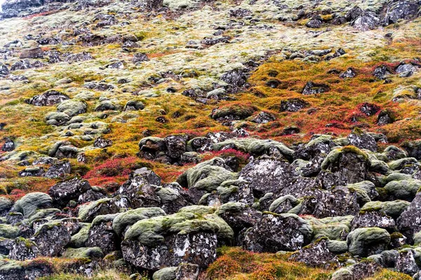 Een Prachtig Schot Van Rotsen Bedekt Met Kleurrijk Mos — Stockfoto