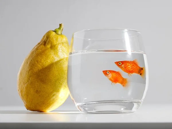 Closeup Shot Goldfish Small Glass White Background Lemon — Stock Photo, Image