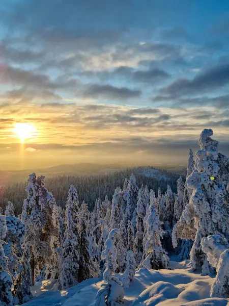 Золотий Захід Сонця Над Лісом Деревами Вкритими Снігом — стокове фото
