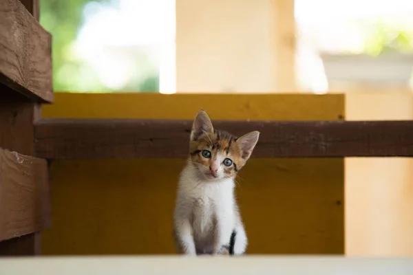 Een Klein Katje Met Groene Ogen Kijkend Naar Camera — Stockfoto