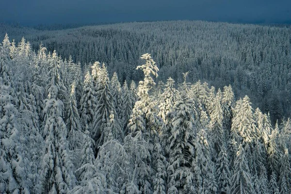 Воздушный Кадр Зимнего Леса Еловыми Деревьями Полностью Покрытыми Снегом — стоковое фото