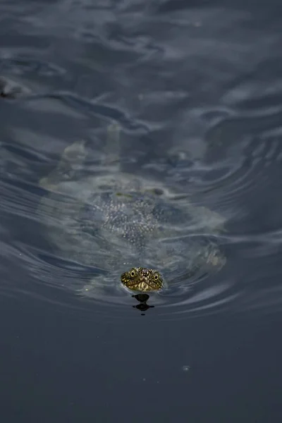 Uma Tartaruga Aquática Nadando Água — Fotografia de Stock