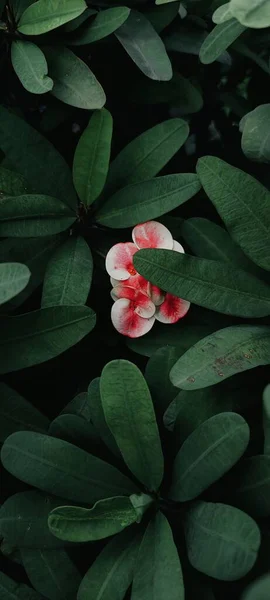 Eine Vertikale Aufnahme Einer Schönen Blume Mit Roten Und Weißen — Stockfoto