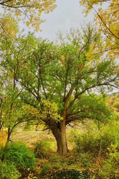 Sonbahar Ormanında Sarı Ağaçlarla Çevrili Yeşil Ağacın Dikey Görüntüsü — Stok fotoğraf