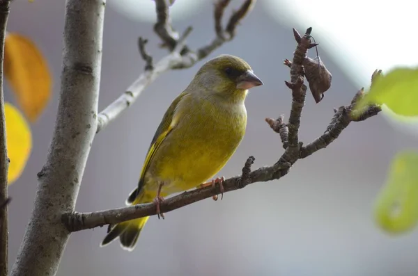 Ένα Μικρό Κίτρινο Πουλί Σκαρφαλωμένο Ένα Κλαδί Δέντρου — Φωτογραφία Αρχείου