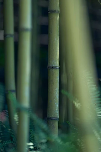 stock image A closeup of growing bamboo bark