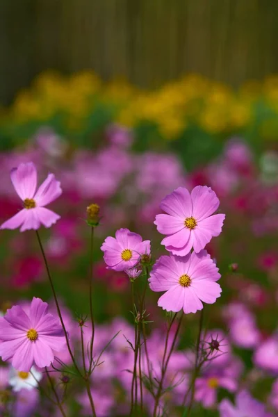 Pembe Kozmos Çiçeklerine Yakın Çekim — Stok fotoğraf