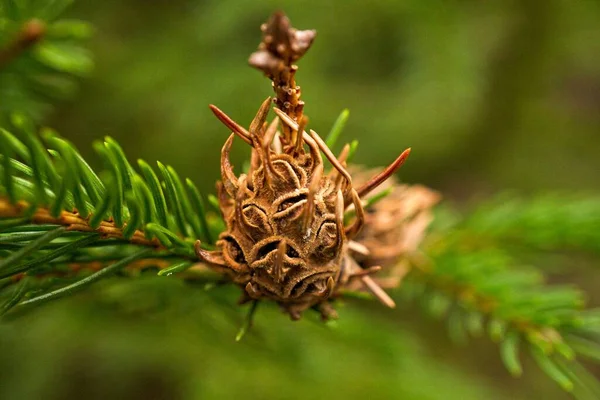 Closeup Wilted Spruce Larch Hermes Green Blur Background — Stock Photo, Image