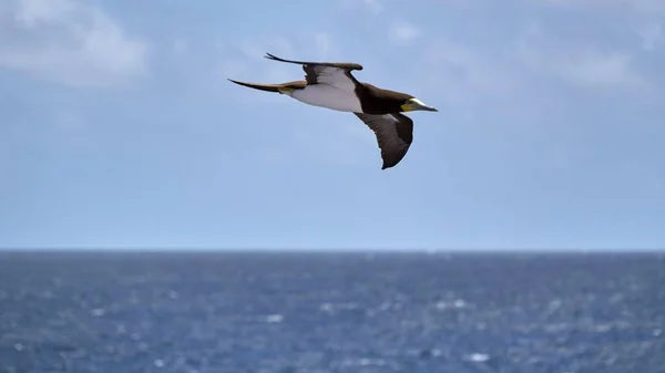 Grand Albatros Survole Mer Par Une Journée Ensoleillée — Photo