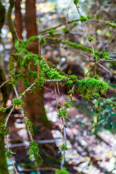 Tiro Vertical Galhos Árvore Madeira Cobertos Musgo Verde Uma Floresta — Fotografia de Stock