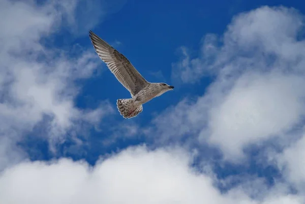Low Angle Shot European Herring Gull Flight Sunny Day — Stock Photo, Image