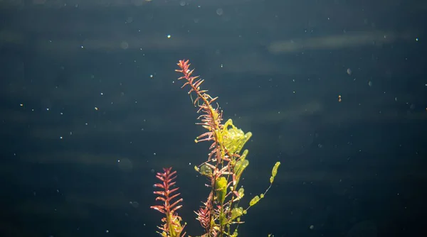 Красивый Крупный План Водных Растений — стоковое фото