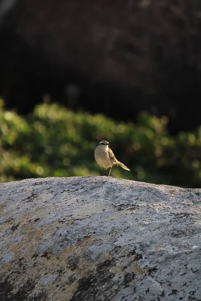 Bir Taşın Üzerine Tünemiş Küçük Bir Kuşun Dikey Görüntüsü — Stok fotoğraf