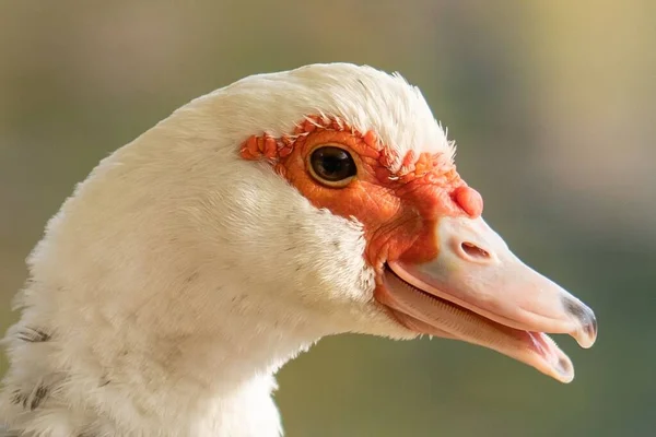 Nahaufnahme Einer Moskauer Ente Einer Unschärfe — Stockfoto