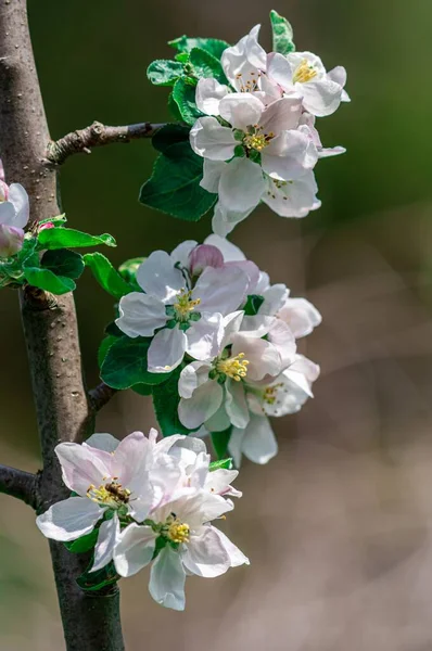 白い花の咲くリンゴの木の枝の閉鎖 — ストック写真