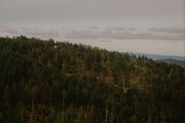 Alacsony Szögű Kilátás Egy Gyönyörű Erdőre Egy Napsütéses Napon — Stock Fotó