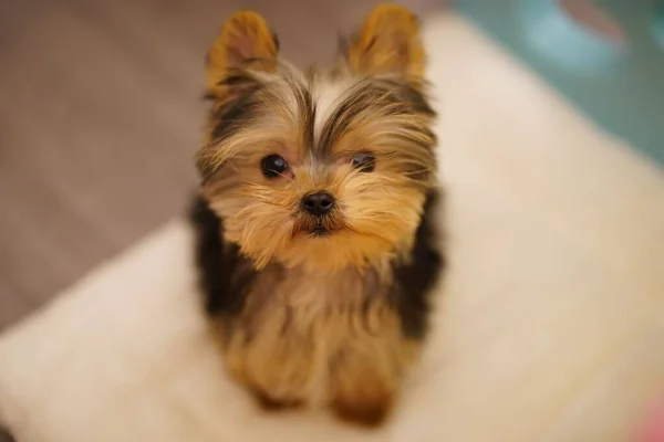 Closeup Adorable Little Yorkshire Terrier Puppy Fluffy Brown Fur Looking — Stock Photo, Image
