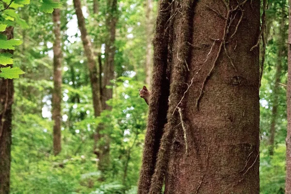 Červená Veverka Leze Strom Lese — Stock fotografie