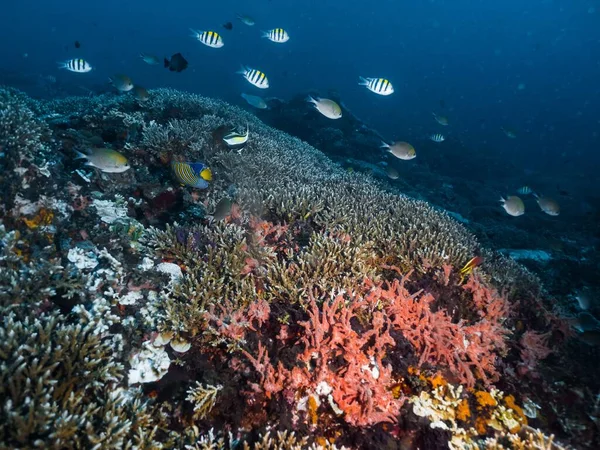Вид Рыбу Окружённую Мягким Твердым Коралловым Рифом Время Погружения Аквалангом — стоковое фото