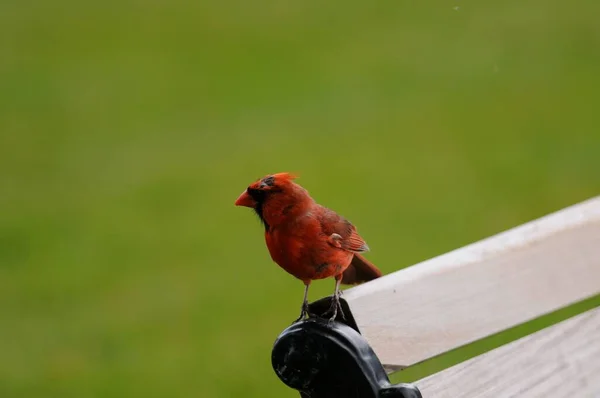 在长椅上拍到一只北方红衣鸟的特写 — 图库照片