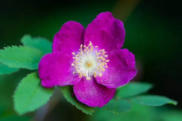 Zbliżenie Strzał Purpurowy Karzeł Różany Kwiat Miękkim Rozmytym Tle — Zdjęcie stockowe