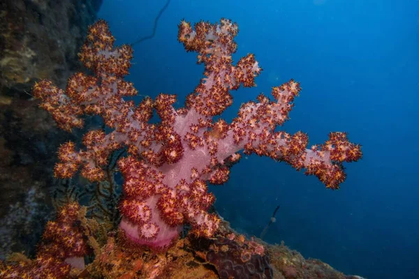 蓝色背景水肺潜水过程中软而硬的珊瑚礁照片 — 图库照片