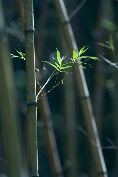 Gros Plan Écorce Bambou Croissance — Photo