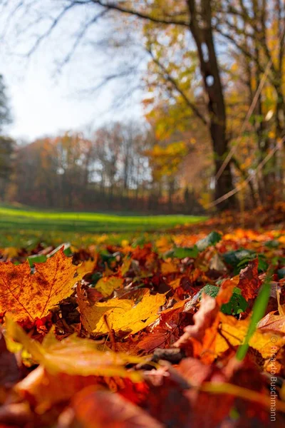 Eine Vertikale Aufnahme Eines Parks Herbst — Stockfoto