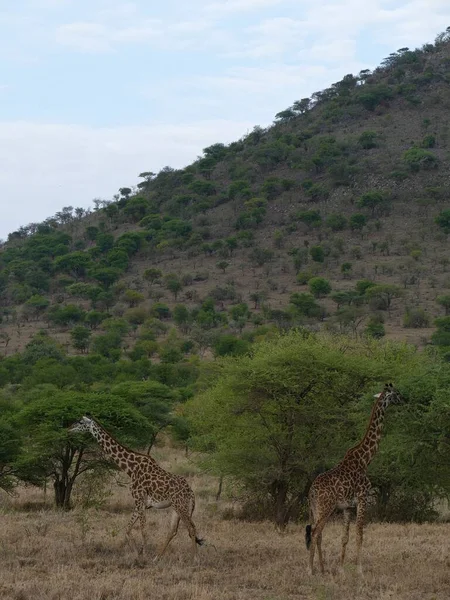 Piękne Ujęcie Żyrafy Maasajskiej Giraffe Tippelskirchi Pobliżu Drzewa Akacjowego Parku — Zdjęcie stockowe