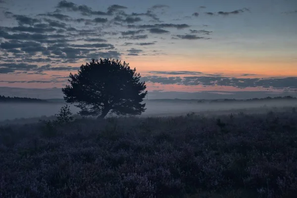 Поле Одиноким Деревом Заднем Плане Туманный День Закате — стоковое фото