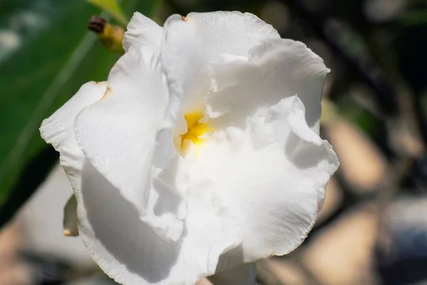 Primer Plano Una Flor Blanca —  Fotos de Stock