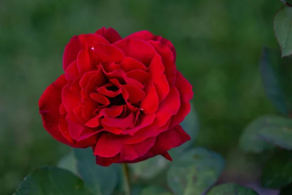 Yeşil Arka Planda Çiçek Açan Kırmızı Bir Gül — Stok fotoğraf