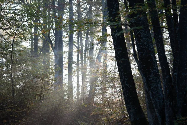 Beau Cliché Soleil Brille Travers Minces Arbres Dans Une Forêt — Photo