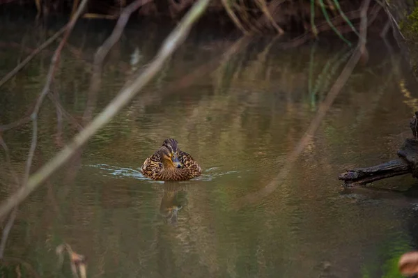 Pato Mallard Bonito Anas Platyrhynchos Nadando Uma Lagoa — Fotografia de Stock