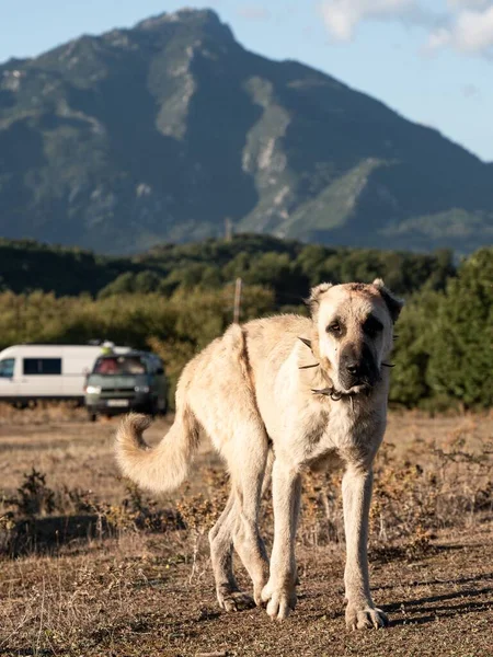 The Central Asian Shepherd Dog standing in the wild with mountains in the background