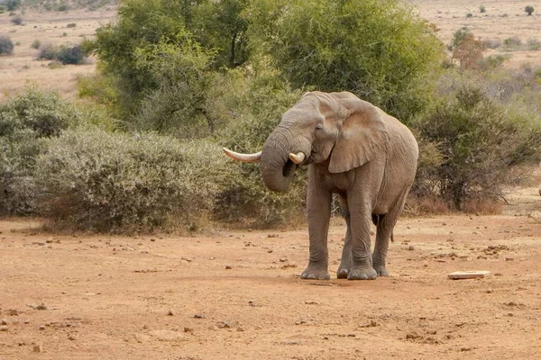 Zbliżenie Słonia Słodkiego Dziecka Safari Słoneczny Dzień — Zdjęcie stockowe