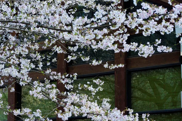 East Lake Cherry Blossom Park También Llamado Wuhan Moshan Cherry — Foto de Stock